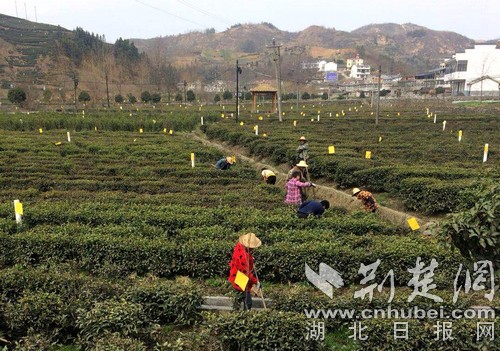 野竹坪镇发展规划概览，未来蓝图揭秘