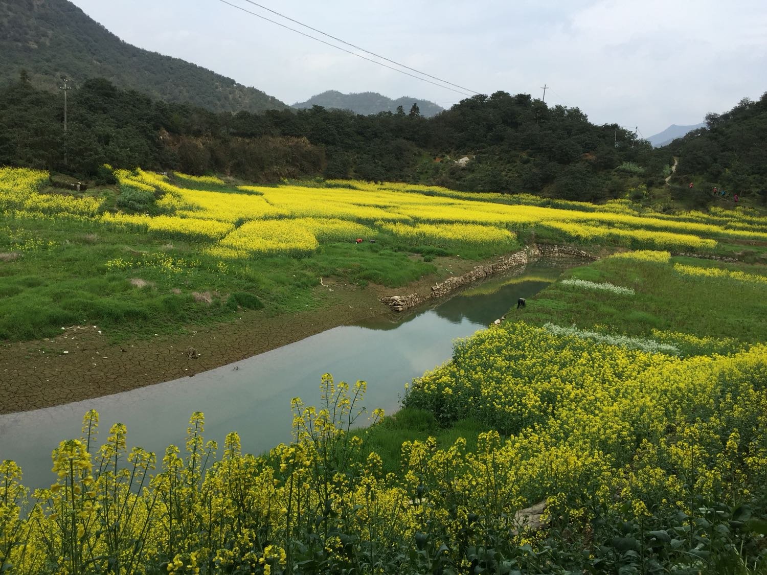 黄雷乡最新天气预报